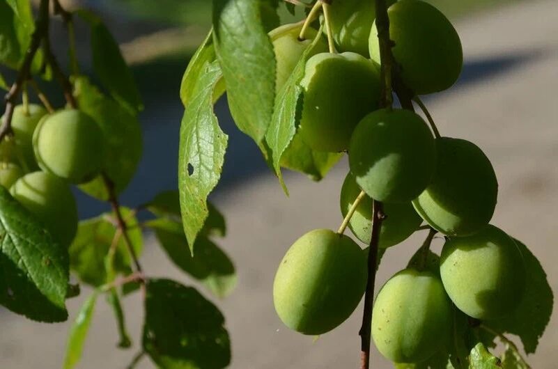 Слива летом.