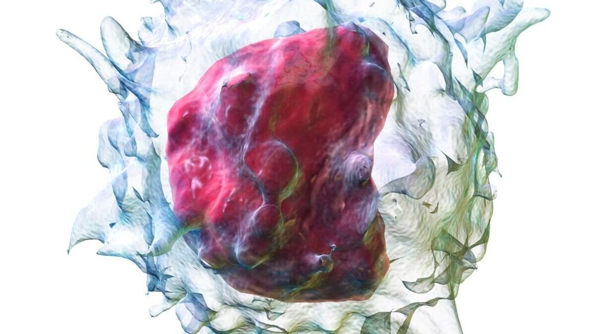    Пространственная модель моноцитаCC BY-SA 4.0 / Blausen Medical /