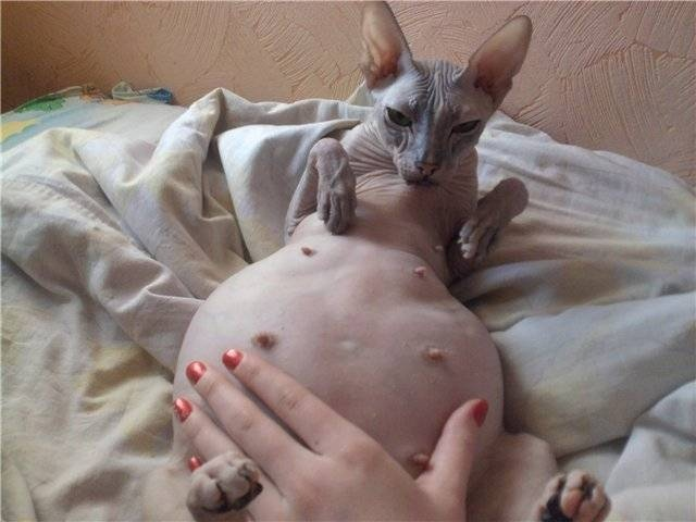 Бахнув пельменей. 