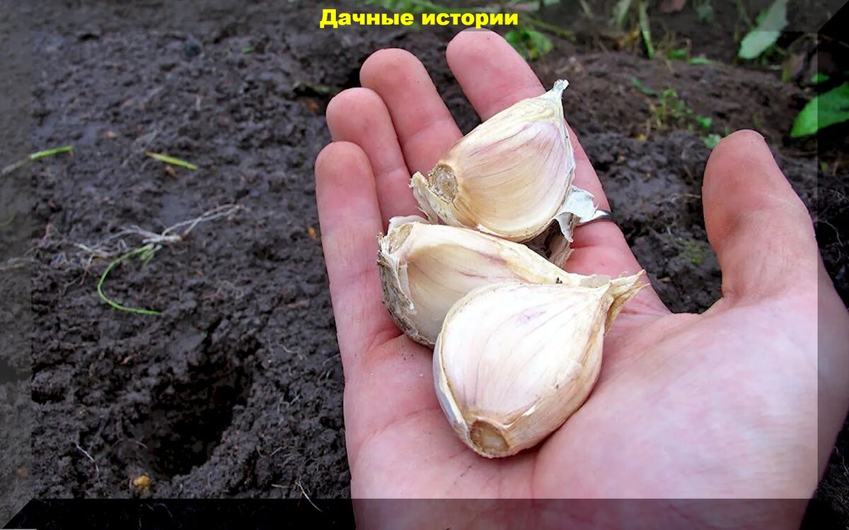 Двенадцать важных правил посадки озимого чеснока: сжато, тезисно, по  пунктам | Дачные истории | Дзен