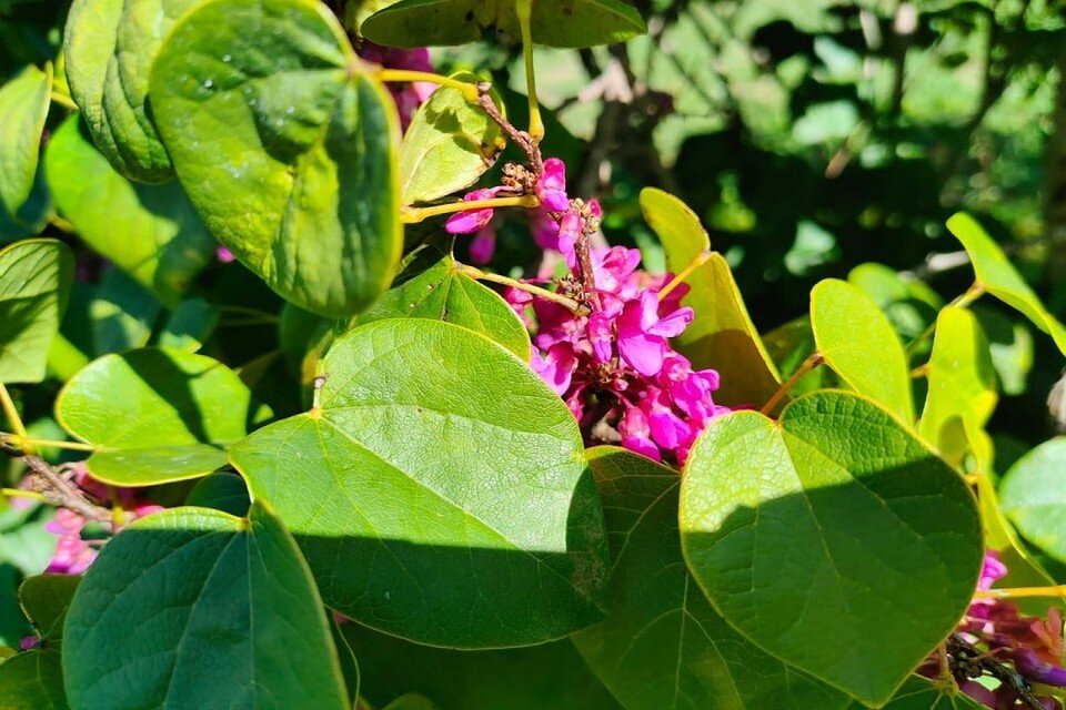     Обычно куст радует глаз своими ярко-розовыми цветами в начале марта. Фото: https://t.me/npsochi_official