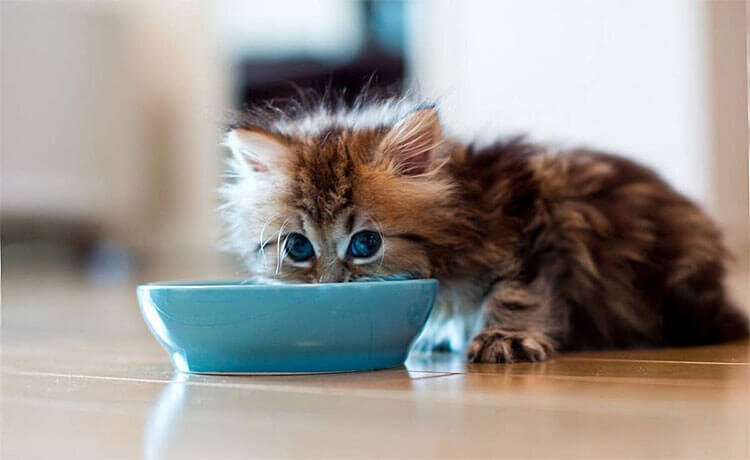 Почему ваша кошка всегда голодная?