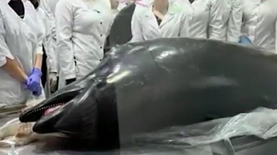     Приморский океанариум стал могилой для двухсот животных Скриншот видео