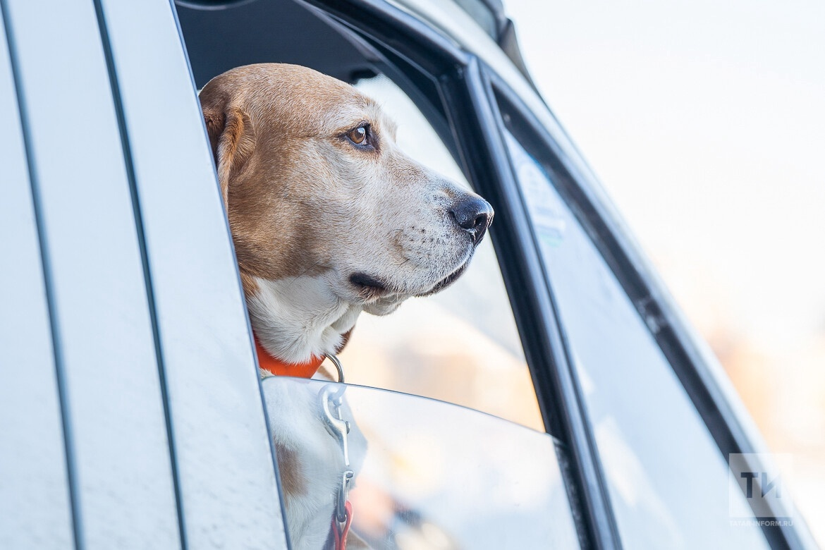 Фото: Tatar.Inform.ru