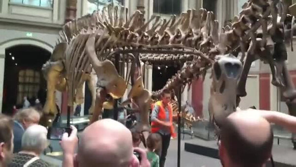 Радикальные экоактивисты приклеили себя к динозавру в музее Берлина. Видео © Twitter / Letzte Generation