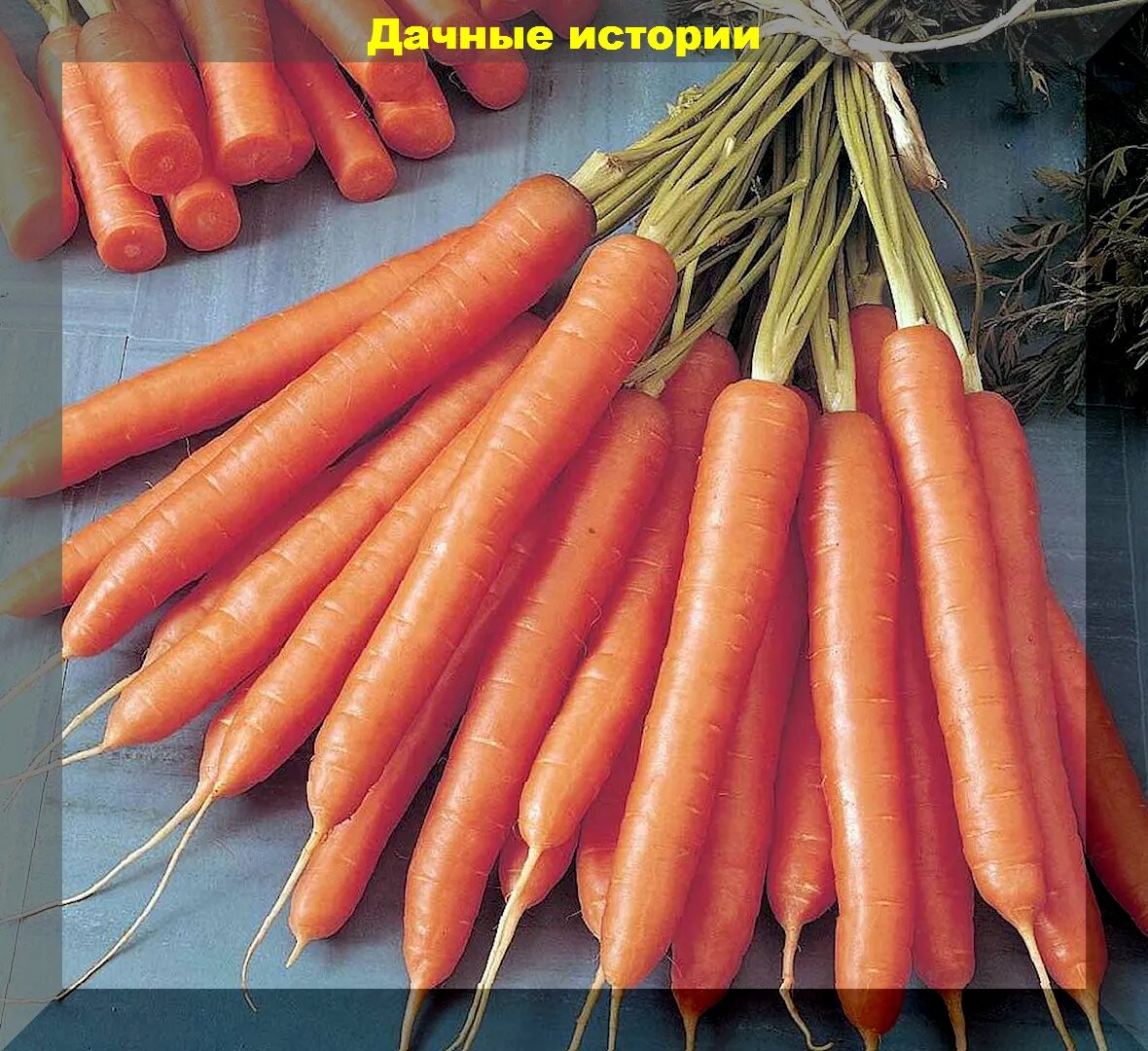 Лучшая морковь без сердцевины