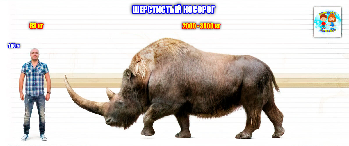 Шерстистый носорог. Носорог из плейстоцена. Вымершее животное. Факты о животных