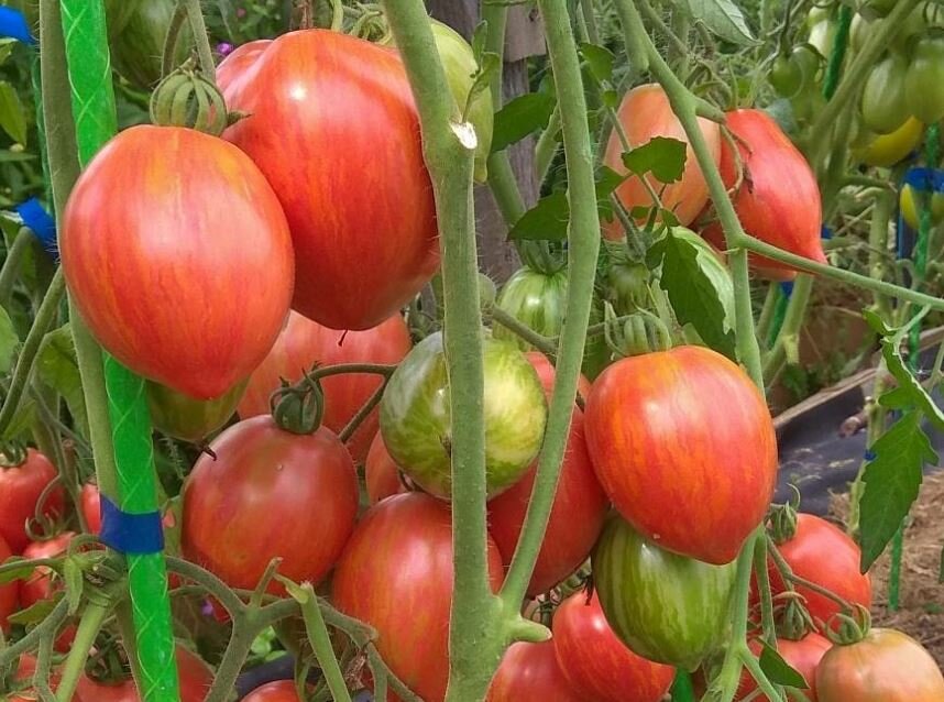 Мое помидорное постоянство - красивые вкусные ранние сорта томатов ...