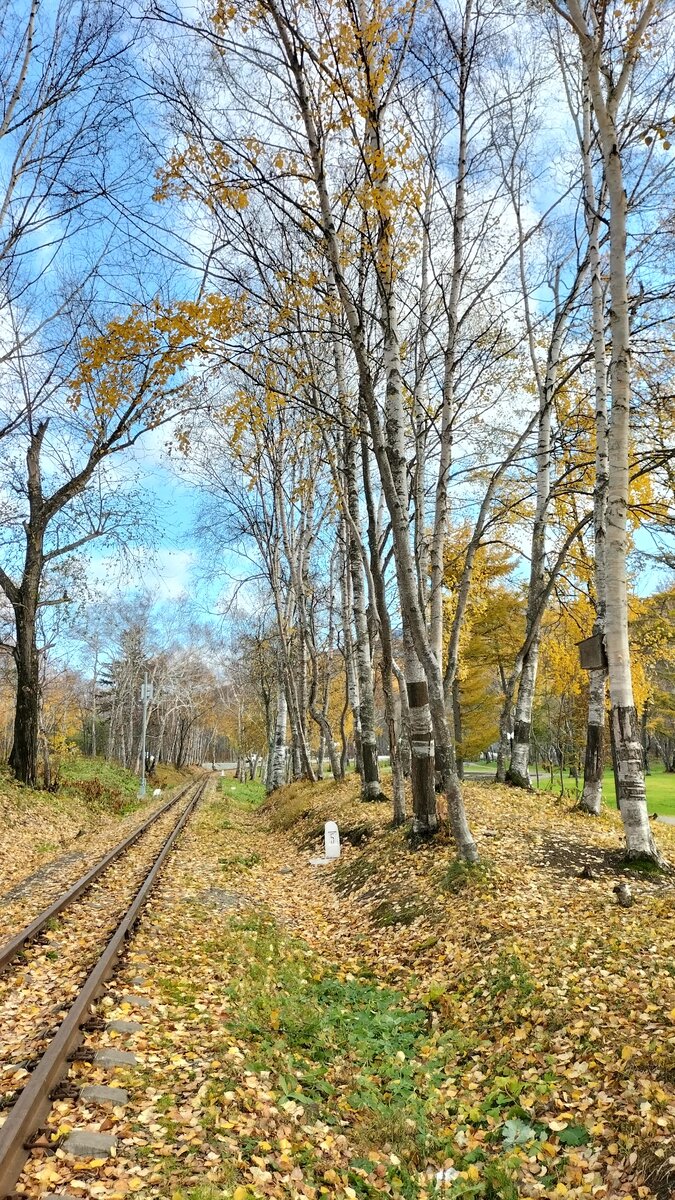 Осень в парке. г. Южно-Сахалинск 29.10.2021г.
