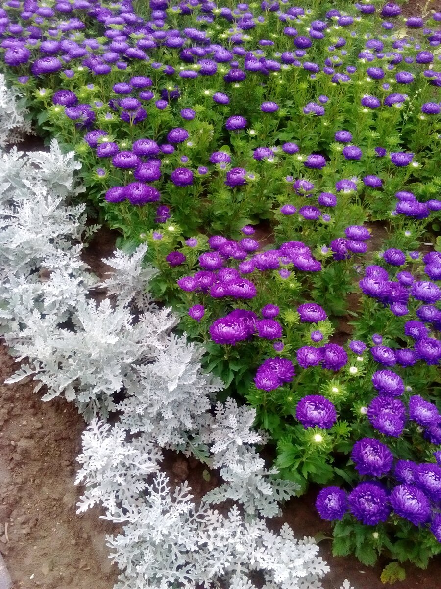 Городские клумбы выглядят очень стильно