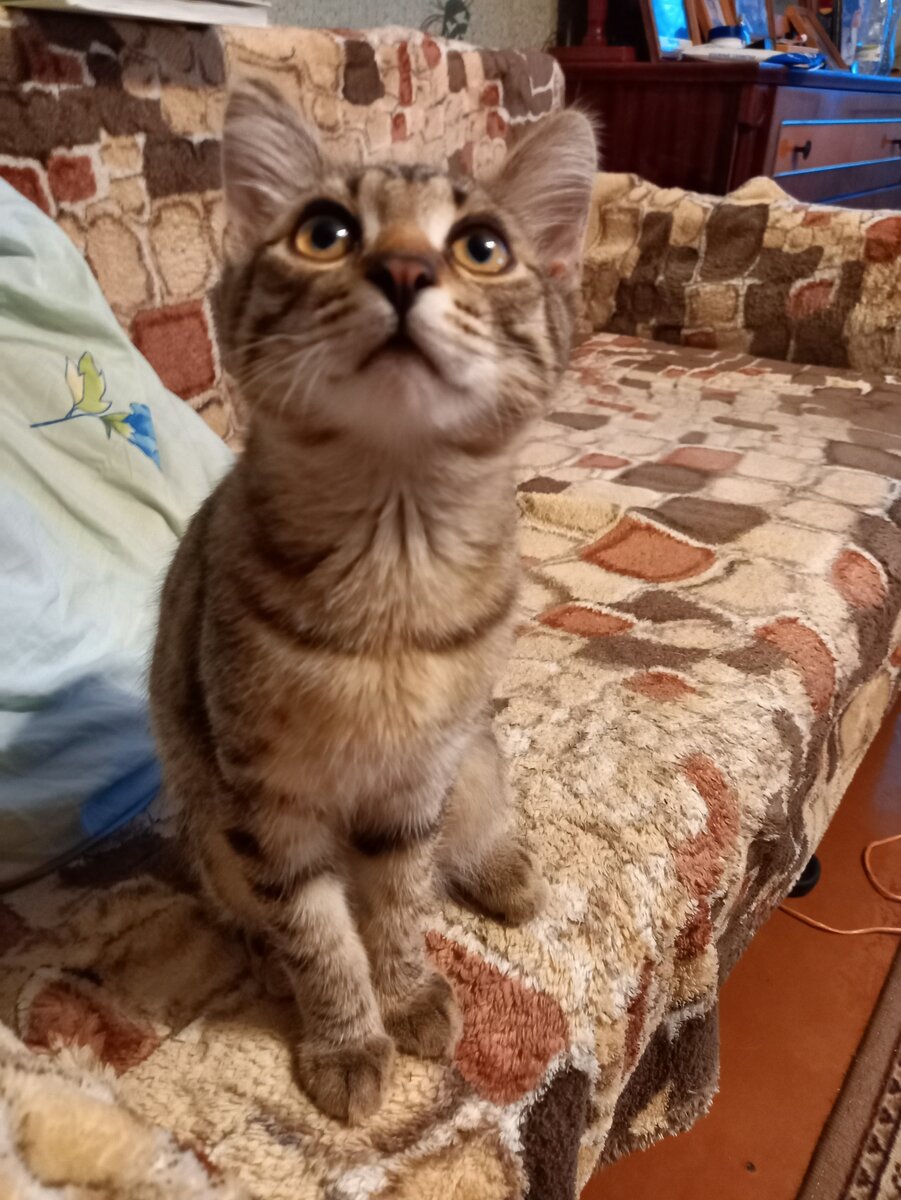 Эти честные глаза не могут лгать... фото автора