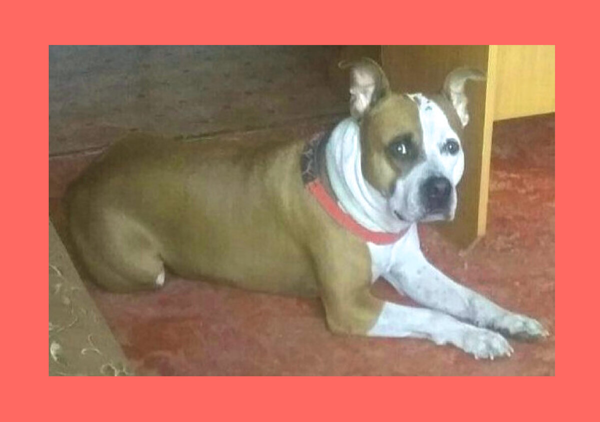 мой пес Гроз