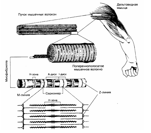 Если вы хотите изучить материал поглубже, для ясности, познакомьтесь с анатомией поперчено-полосатой мускулатуры на рисунке выше