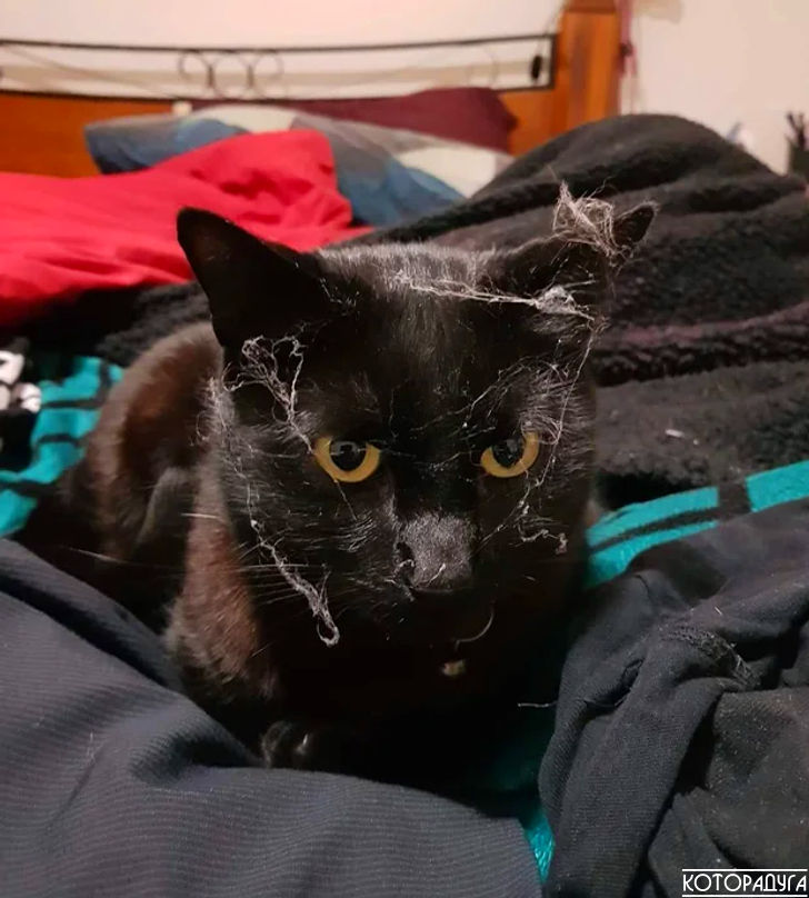 Источник: reddit.com