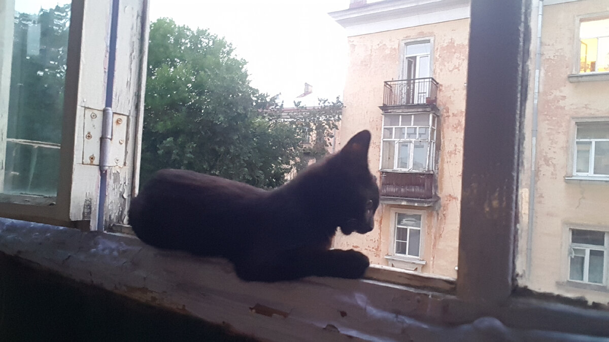 После фото кот сразу же аккуратно был снят и выдворен с балкона!