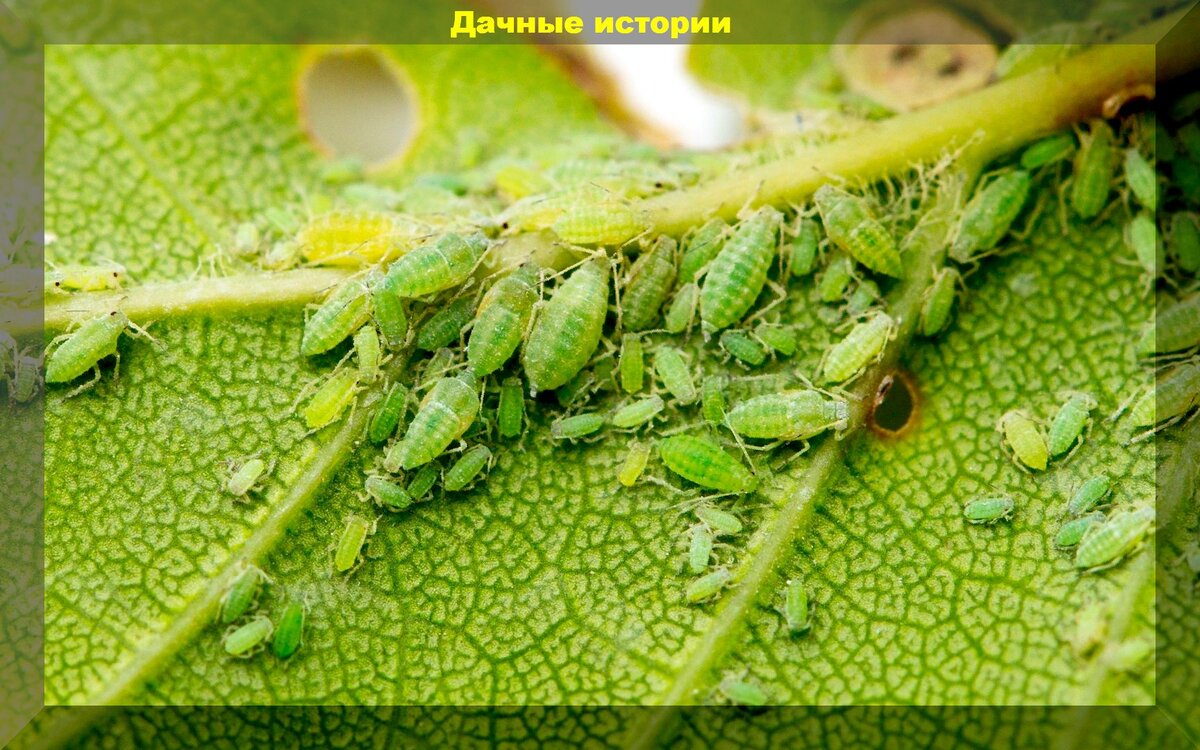 Тля атакует растения. Простые способы и препараты для борьбы, безвредные  для человека и растений | Дачные истории | Дзен