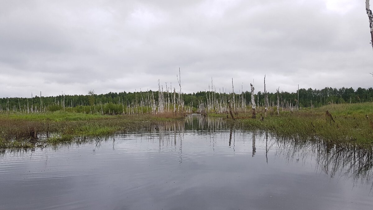 Я отправился в эту местность, исключительно, ради щуки. Обожаю окрас торфяной щуки!