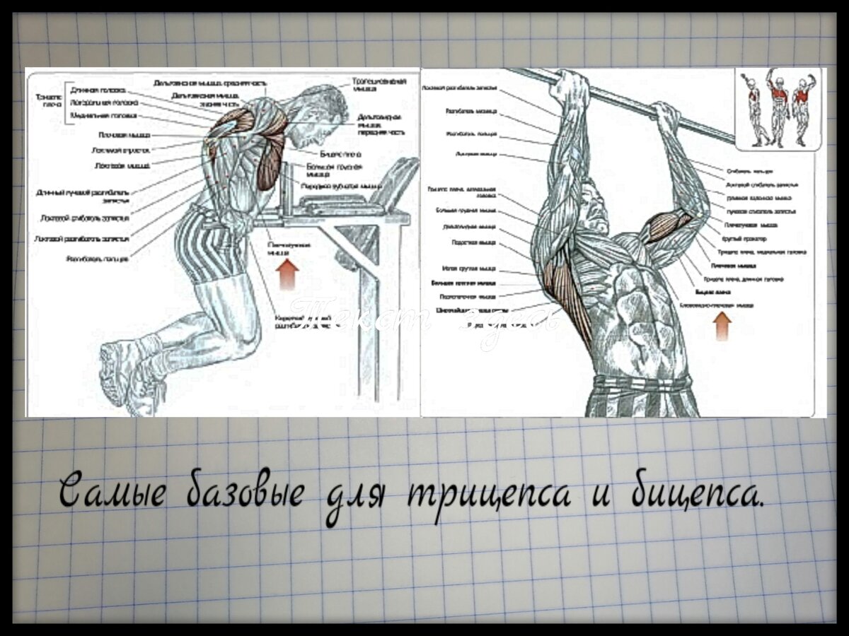 Схемы взяты из учебника: Ф. Дэлавье "Анатомия силовых упражнений".