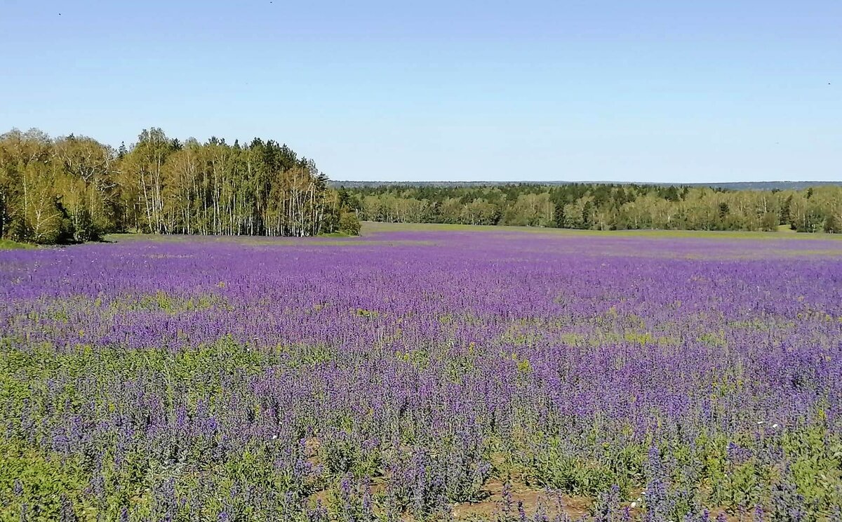                                                                       Лавандовое поле