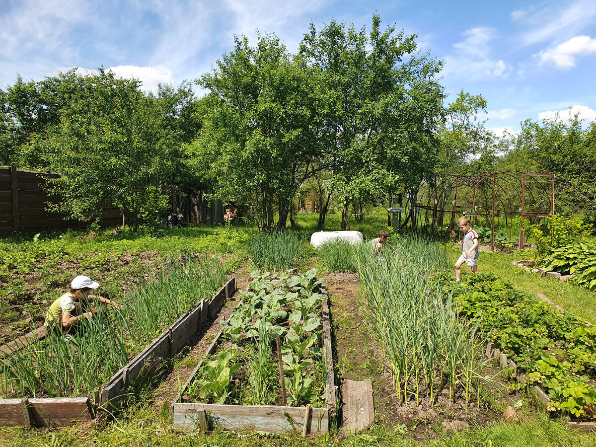 Пропалывание огорода - дело нудное и кропотливое, но важно правильно организовать. У нас это делается в виде соревнования: кто чище и быстрее. 