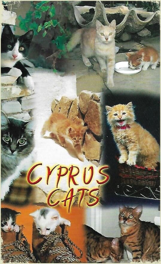 Открытка, привезенная автором с Кипра