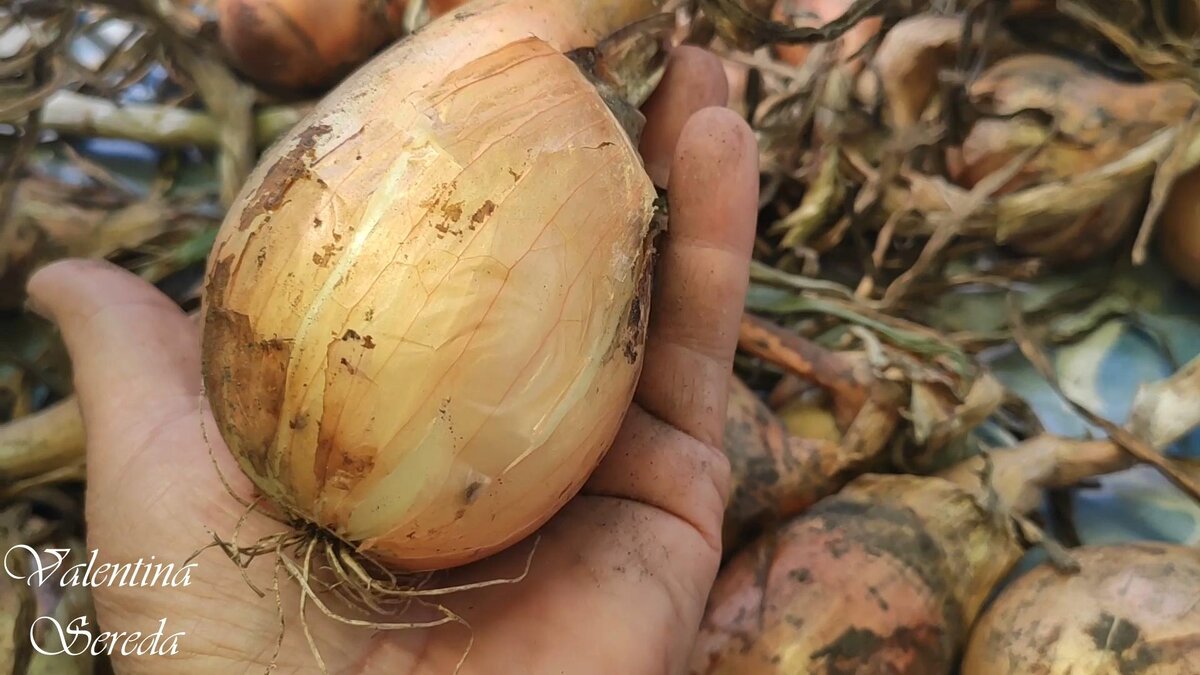 Не вмещается на ладонь