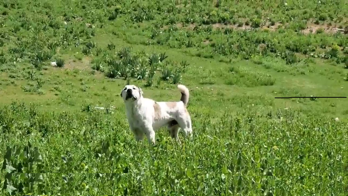 привет Из Таджикистана