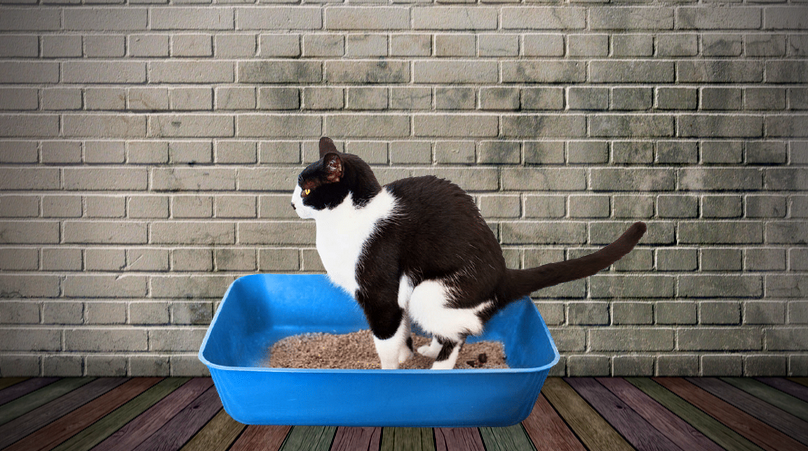 Как приучить котенка к туалету за 3 простых шага | КотоВедение | Дзен