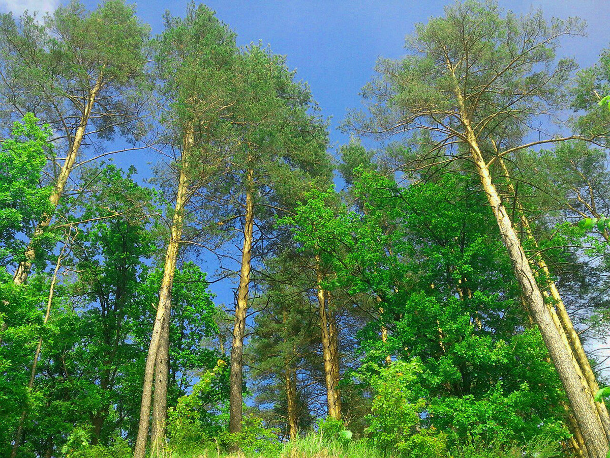 "Наш ковёр - цветочная поляна, Наши стены - сосны-великаны, Наша крыша - небо голубое". Фото автора
