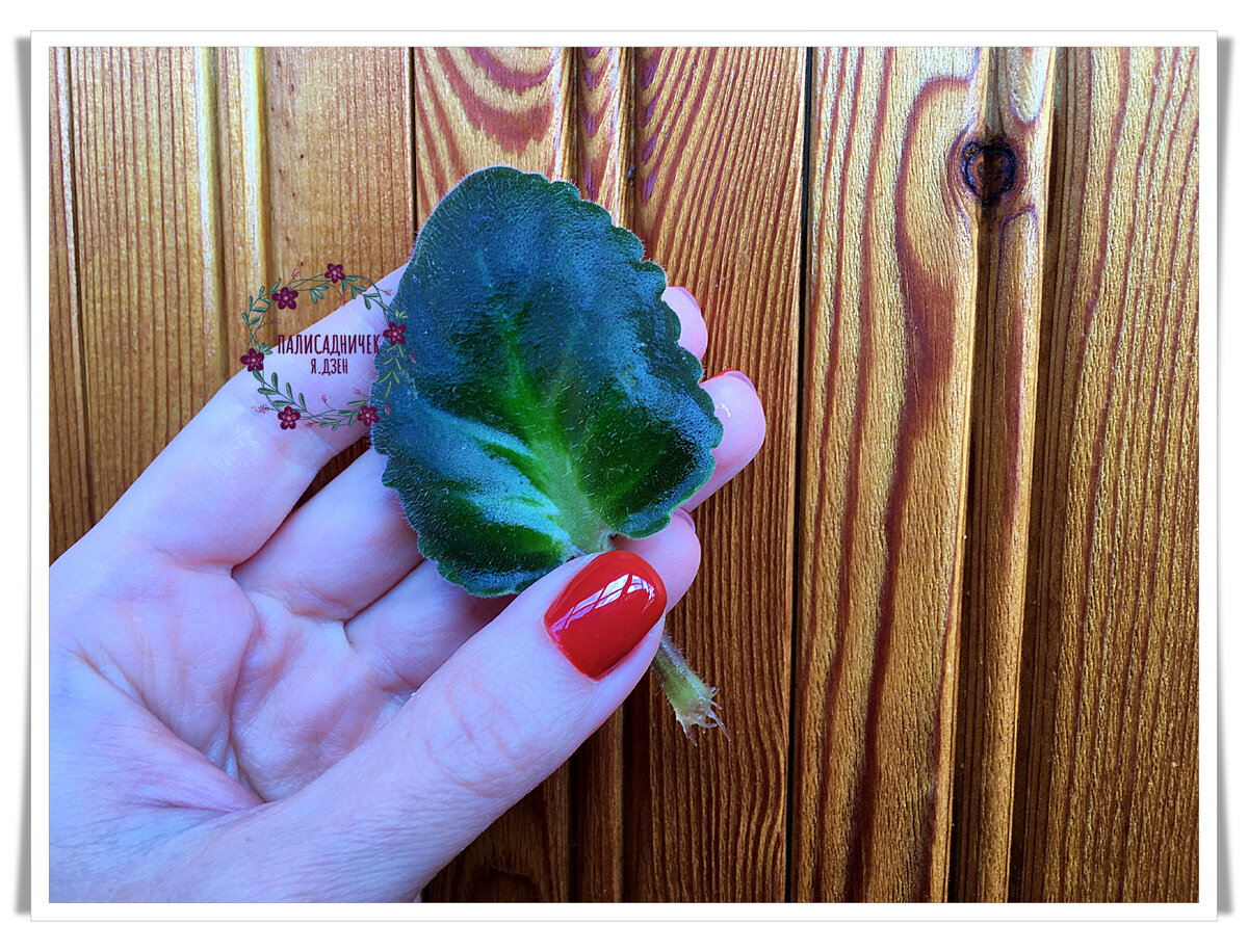 Вот наш сегодняшний герой. 