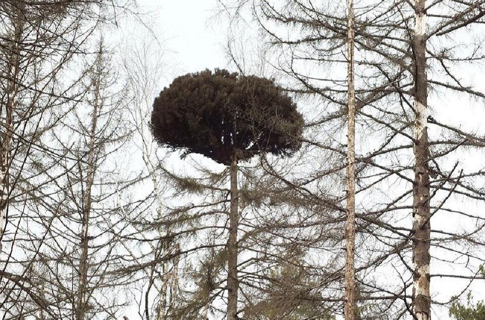 Даже растения не смогут избежать зомби-апокалипсиса 
