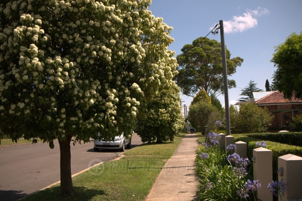 Австралийский лимонный мирт (дерево слева) на улице австралийского города. www.malleedesign.com.au