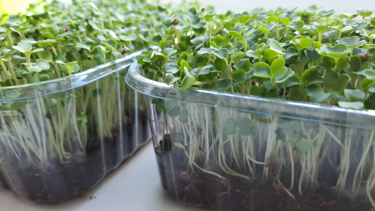 Микрозелень рукколы, растет на кокосовом субстрате