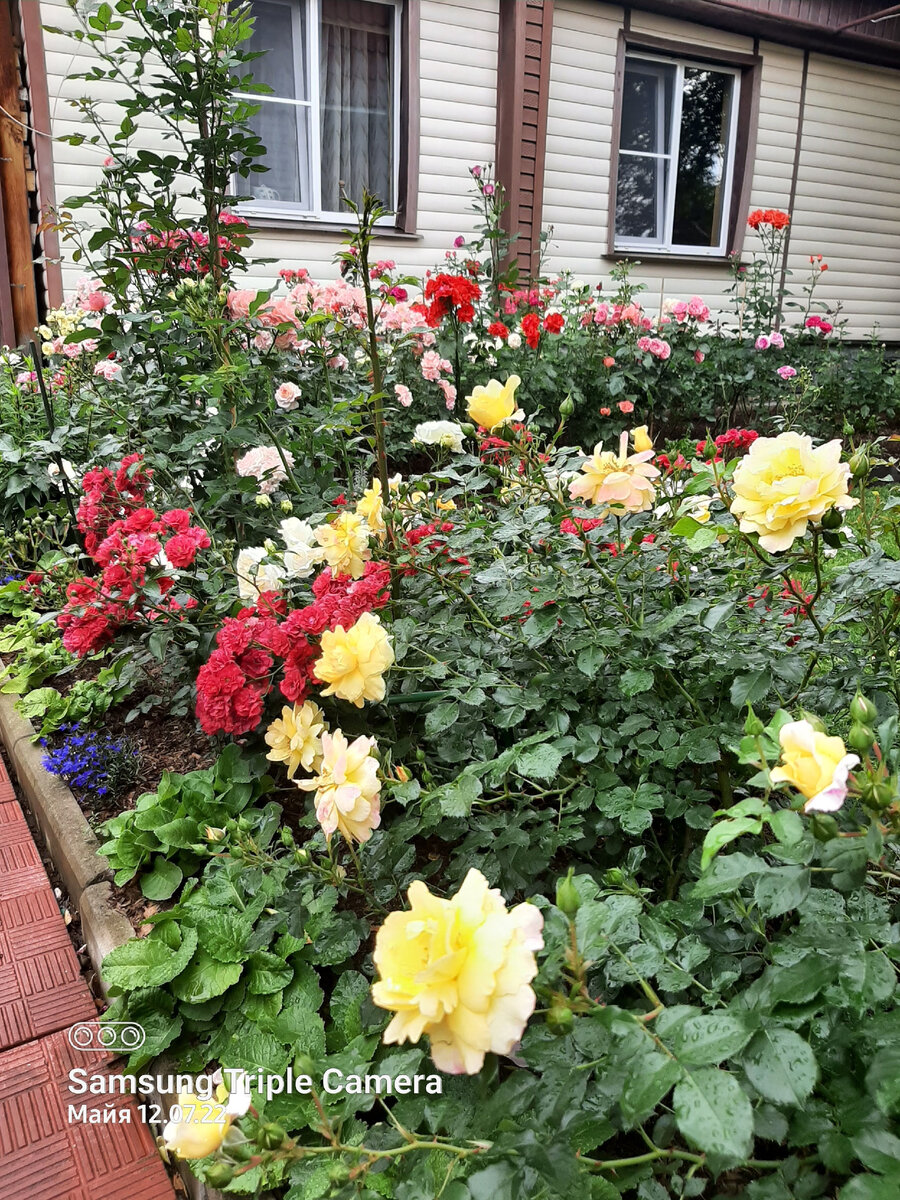 Спереди жёлтая Кандэла 