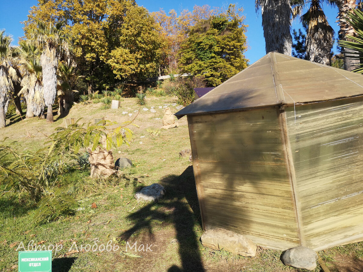 Мексиканский кактус накрыт поликарбонатом в Сочи