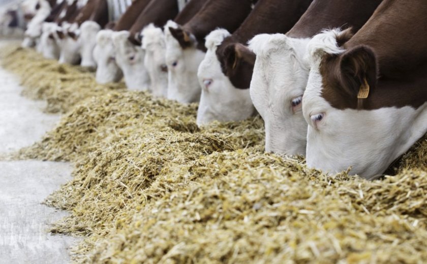 Главным условием высокой продуктивности коров является сбалансированное кормление.