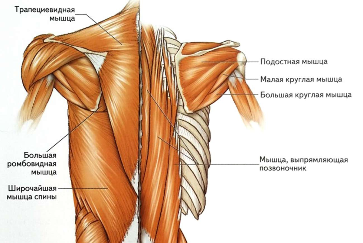 Анатомия спины сзади