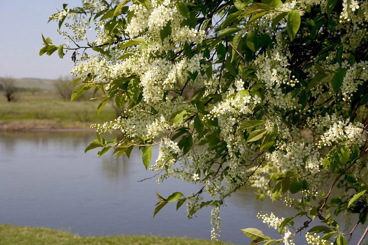 Черёмуха. Фото из бесплатного доступа