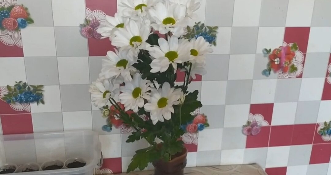 Букет хризантем.