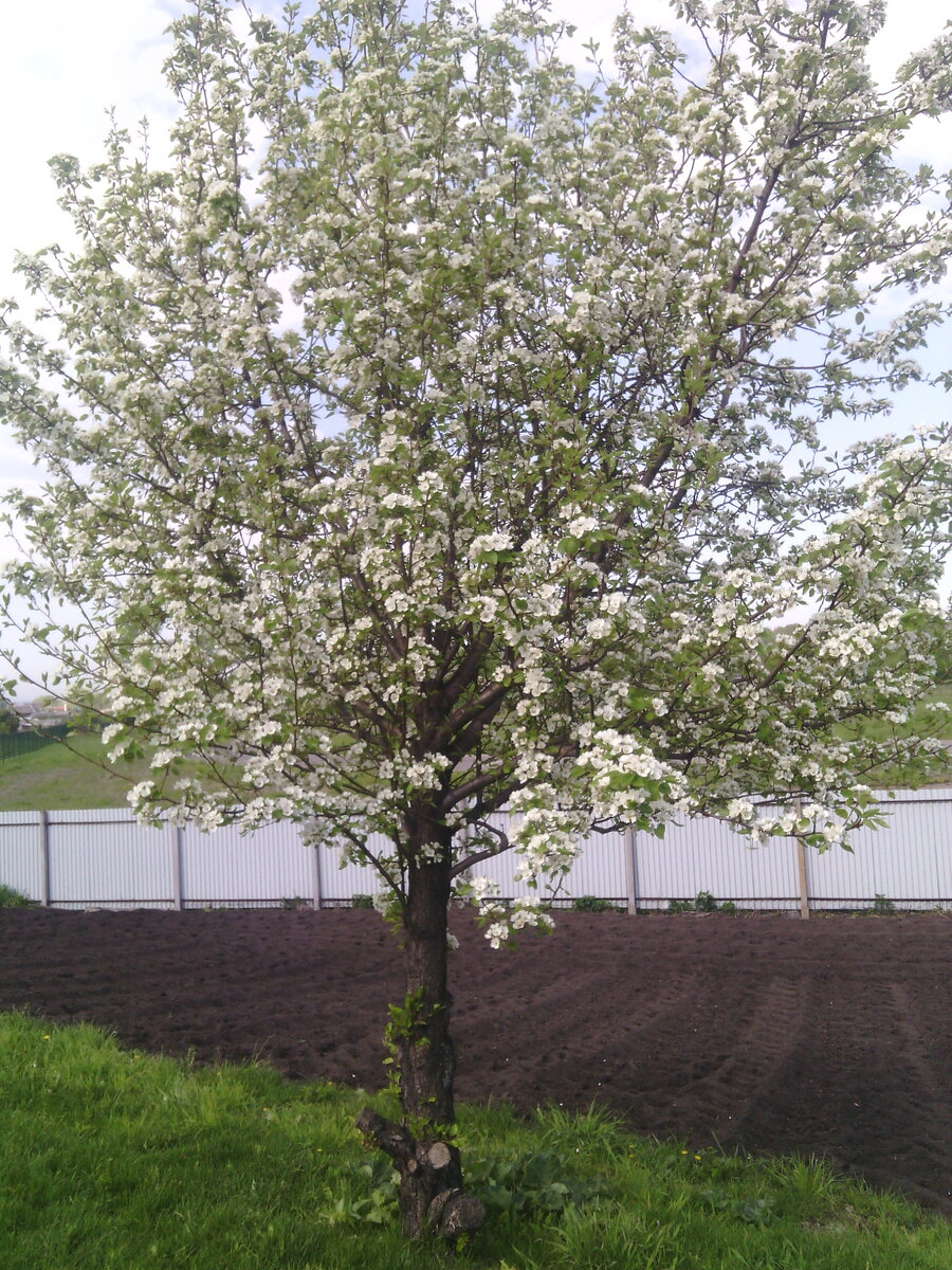  Яблоня в цвету.
