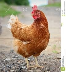 А это Ломан браун