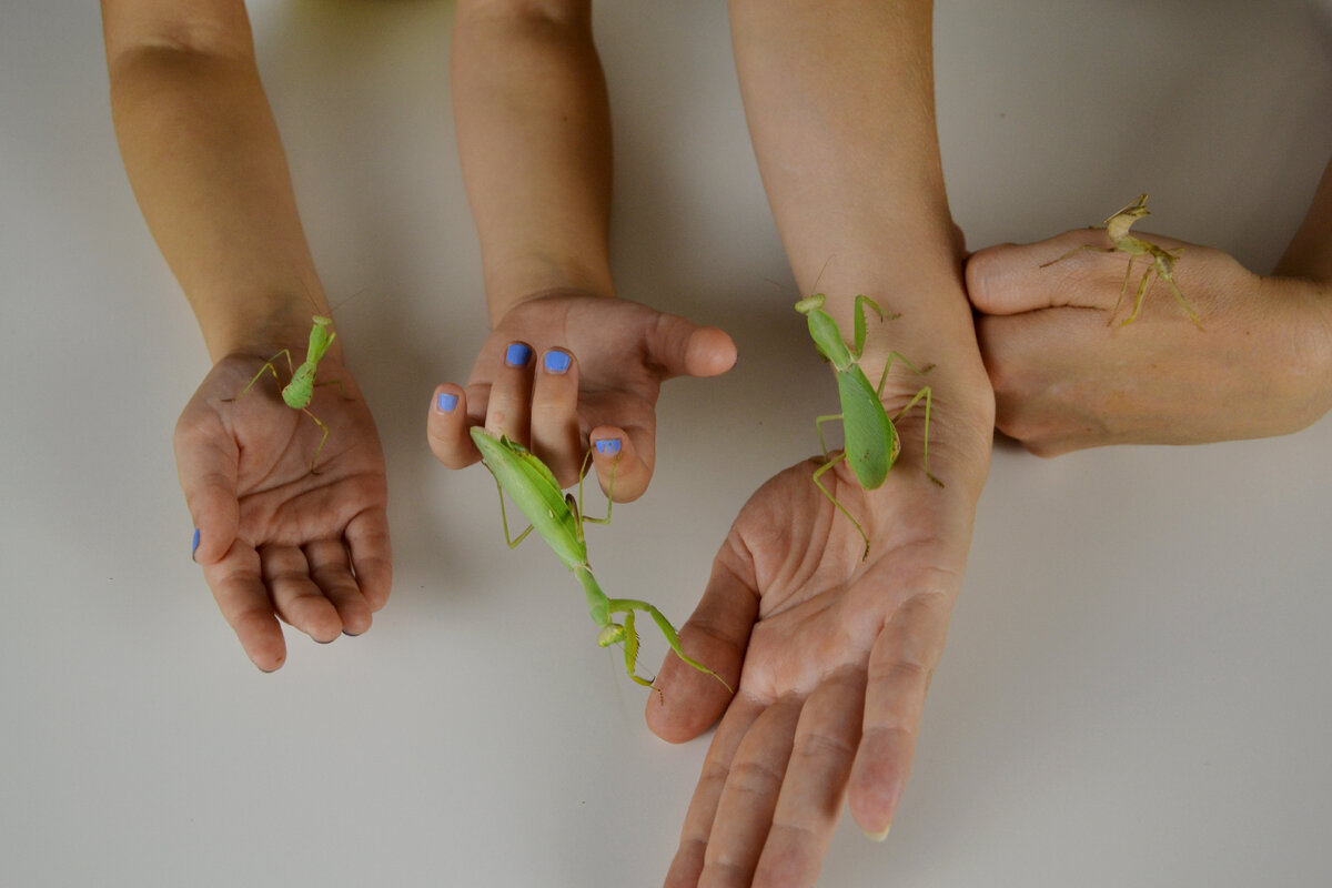 Богомолы наши домашние питомцы