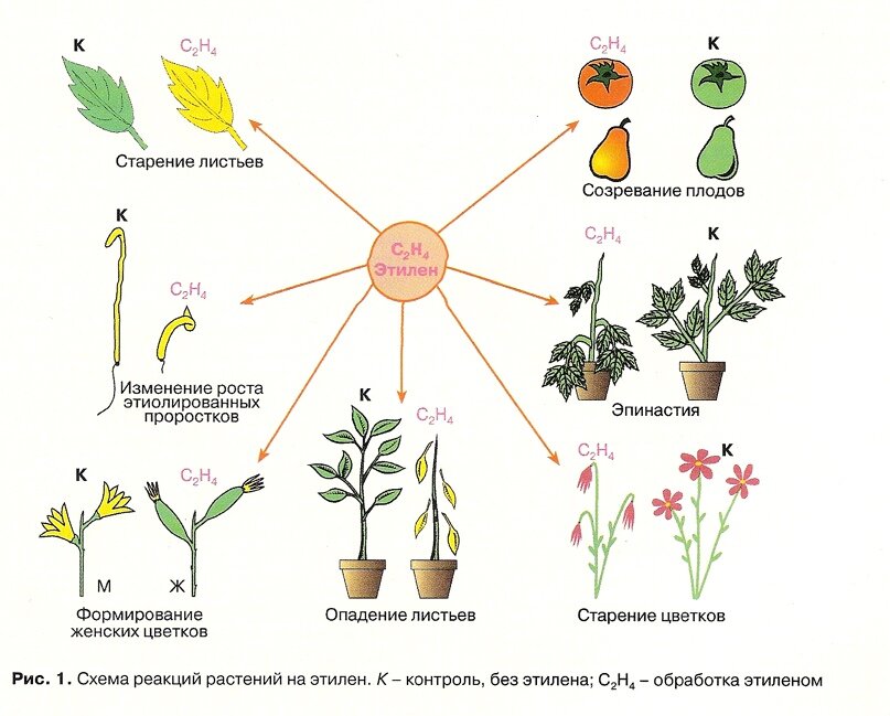 Влияние фитогормонов на растения. Этилен фитогормон растений. Этилен фитогормон функции. Этилен растительный гормон. Влияние этилена на растения.