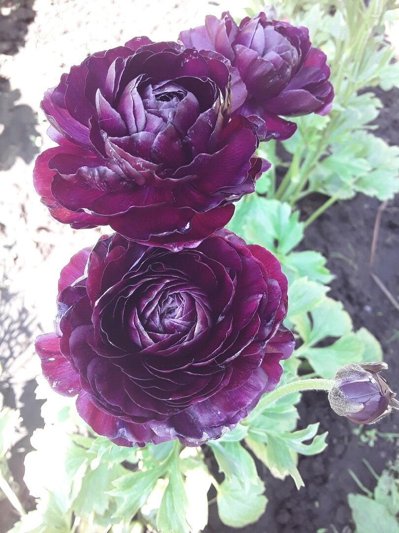 Ранункулюс, сорт Purple