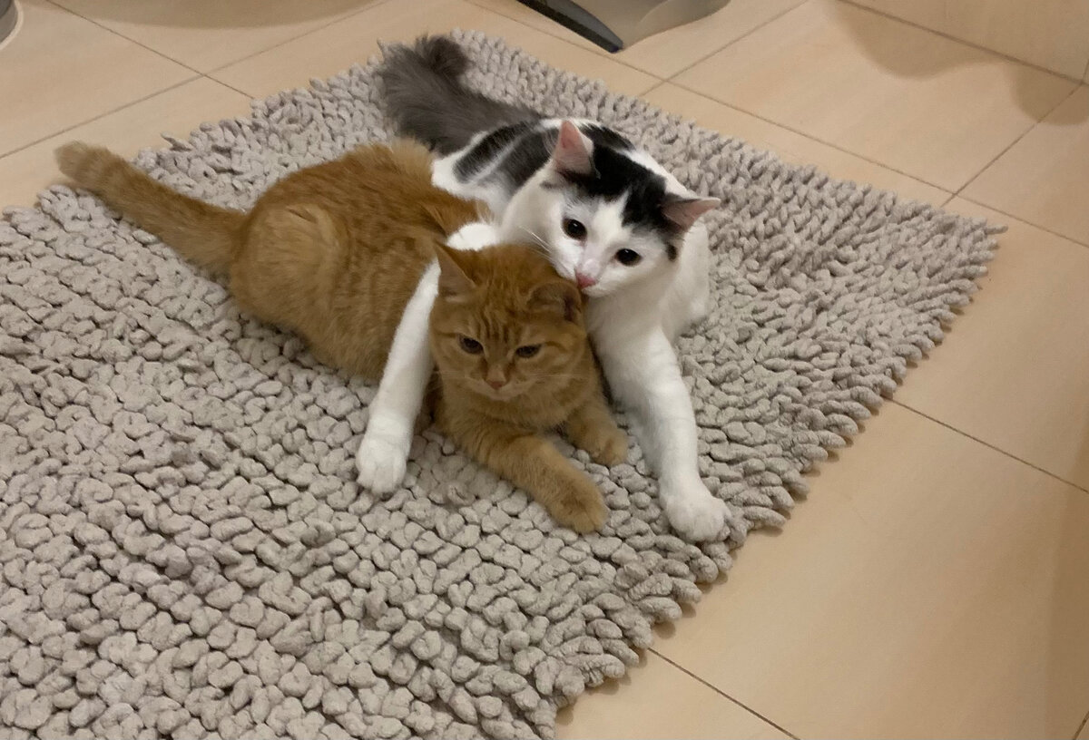 Мои кошки всегда вылизывают друг друга. Живут в одном месте с месяцев четырех