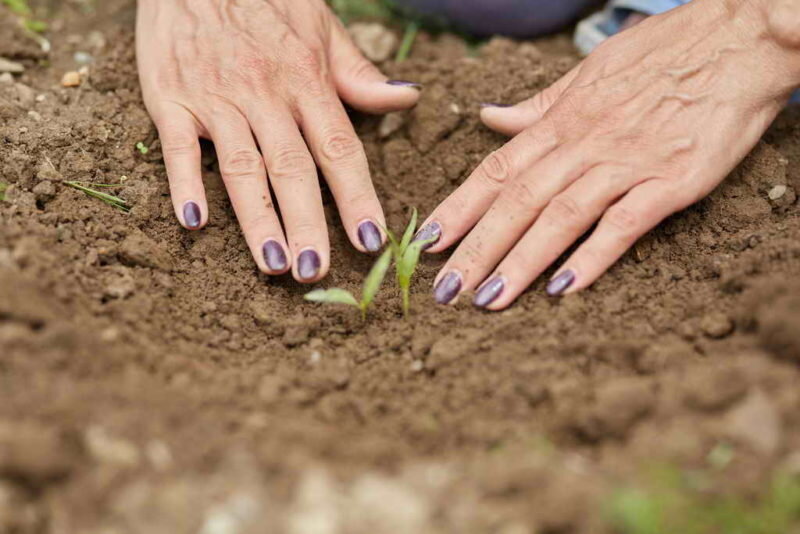 Зачем соблюдать севооборот