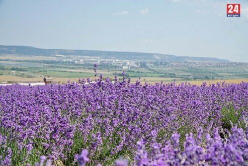 Лавандовое поле в Крыму.
