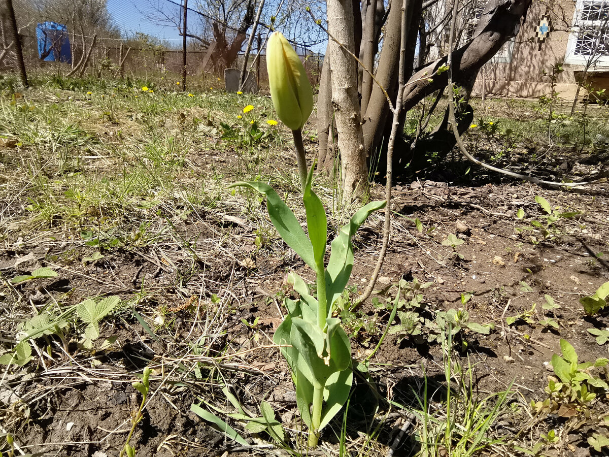 И, даже наверное, тюльпан расцветает. Жёлтый.