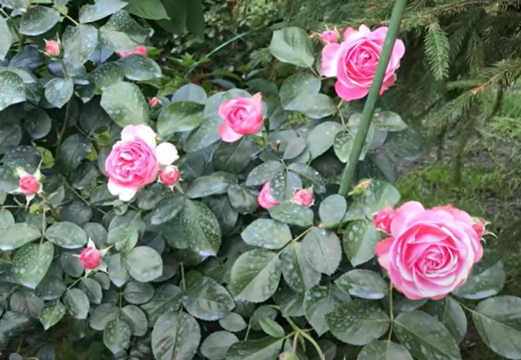 Роза Леонардо Да Винчи