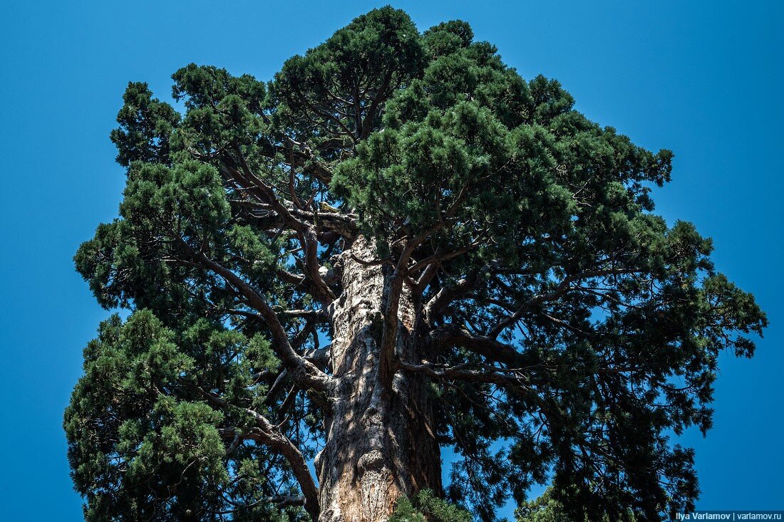 Секвойя вечнозелёная листья. Секвойя вечнозеленая хвоя. Секвойя вечнозелёная листья. Секвойя вечнозелёная шишки. Секвойя вечнозелёная шишки.